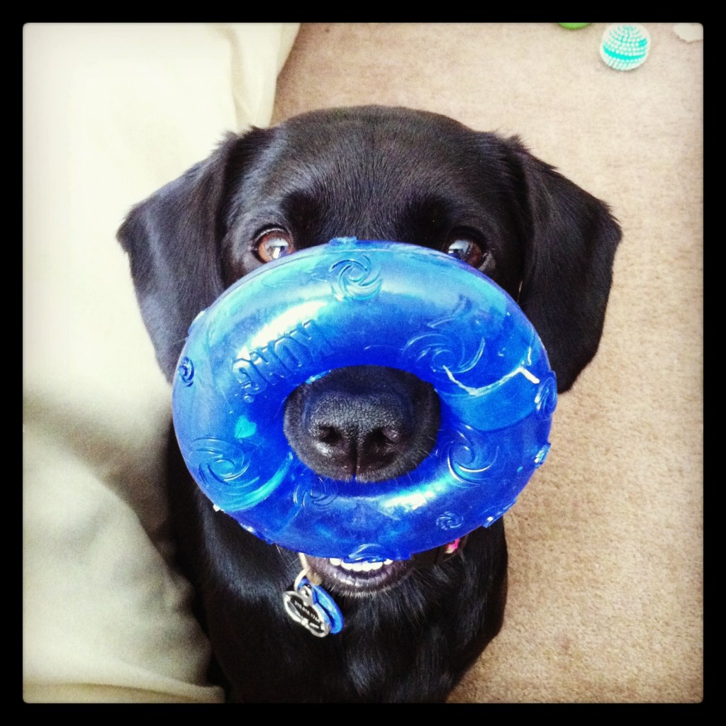 Mom (squeak squeak), Mom (squeak), Mom (squeeeeeak)! Have you seen my donut?