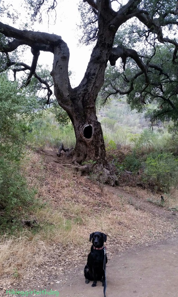 Mom, yell if the scary tree starts moving. I don't have eyes back of my head like you do, ok?
