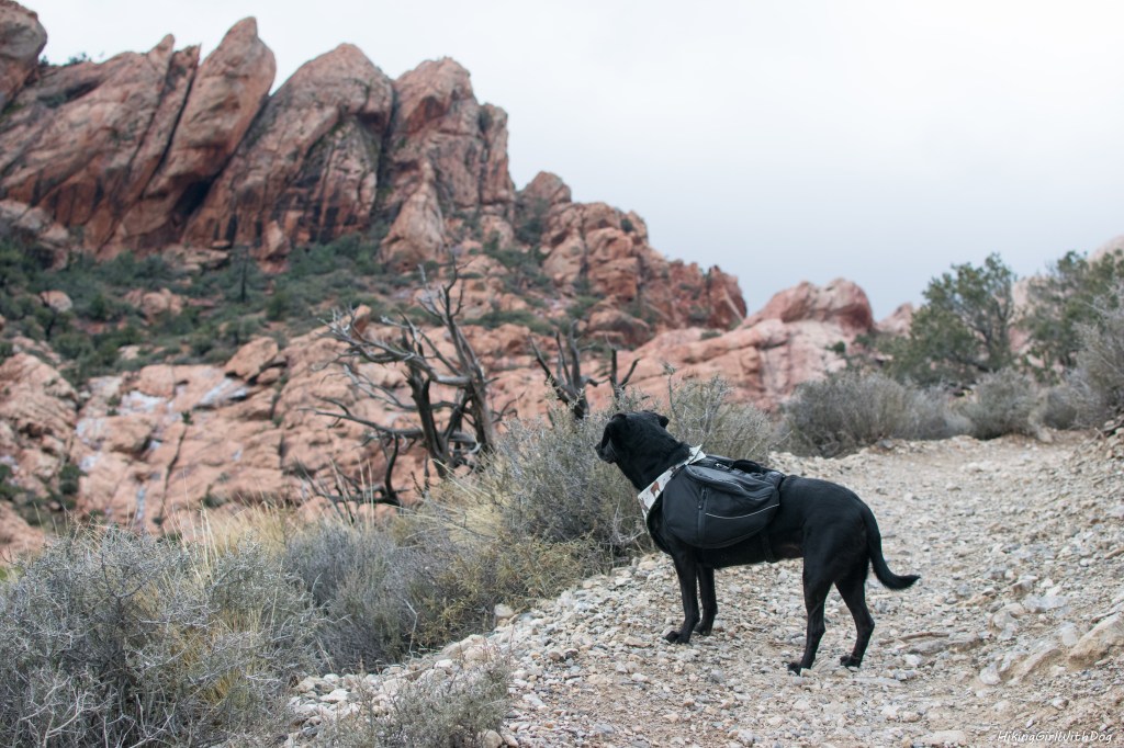 nv_red_rock_canyon-9