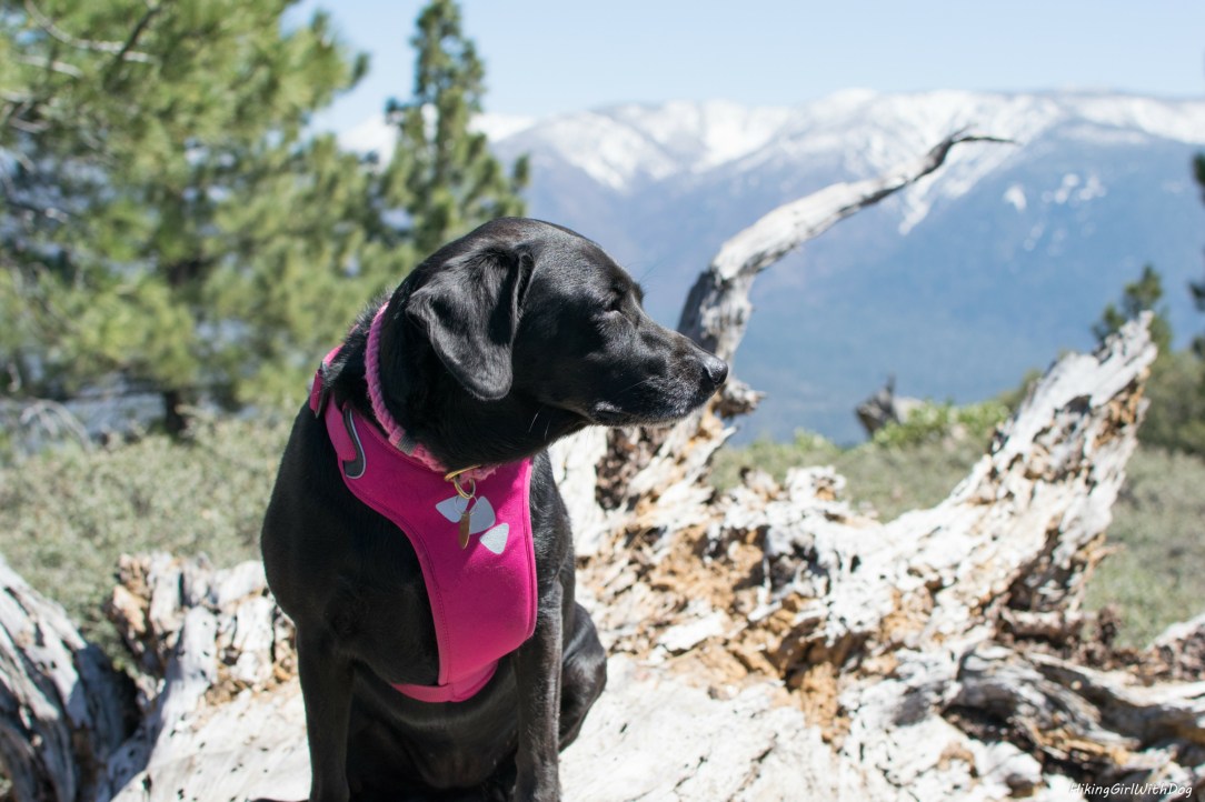 dog friendly hikes in big bear lake
