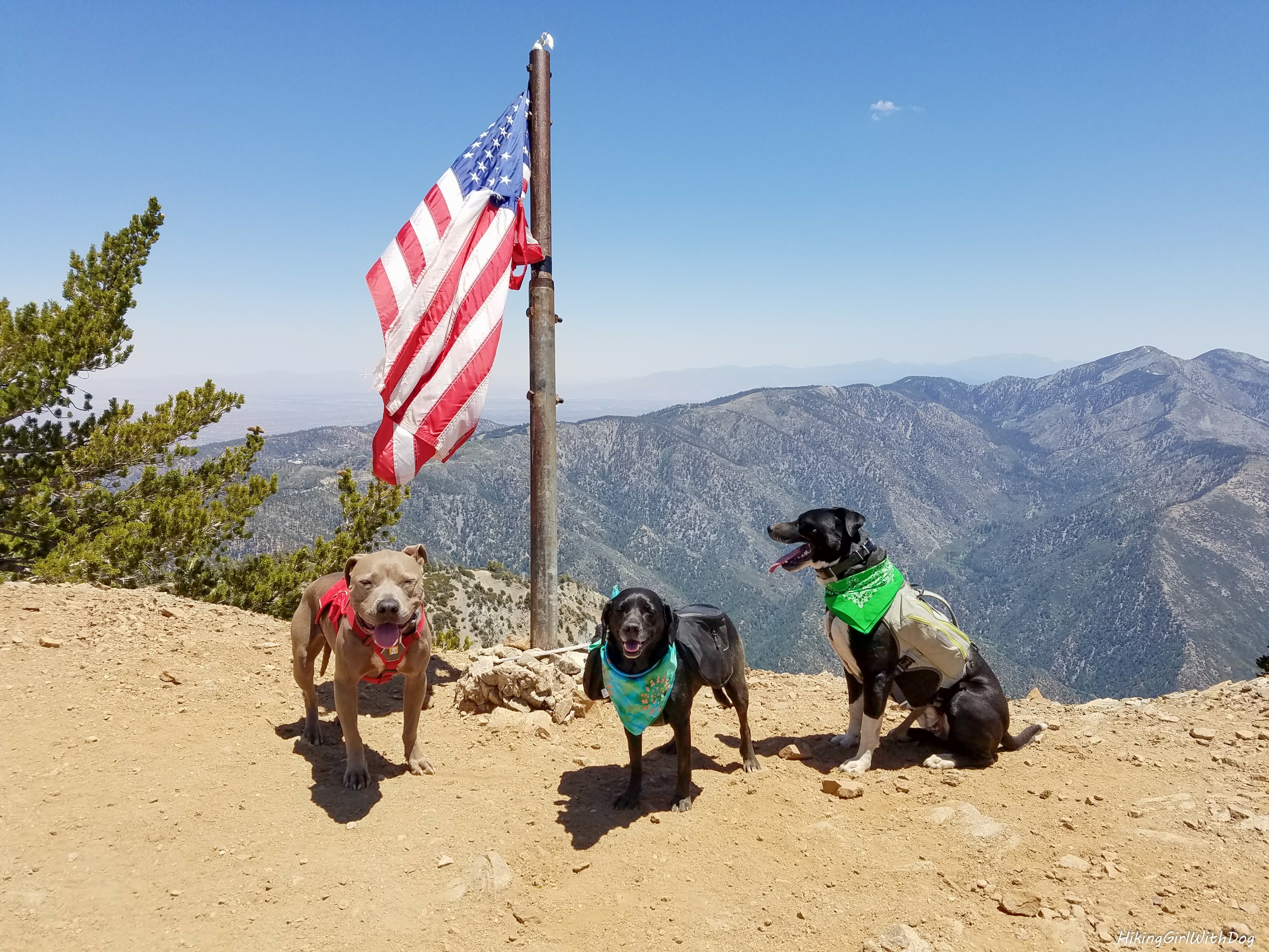 Best dog-friendly hikes in Southern California