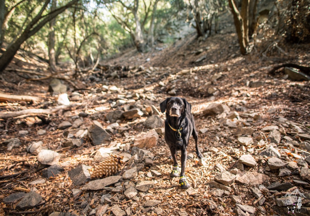 momyer_creek_trail-20