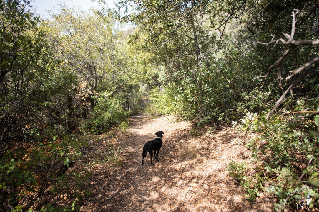 momyer_creek_trail-33