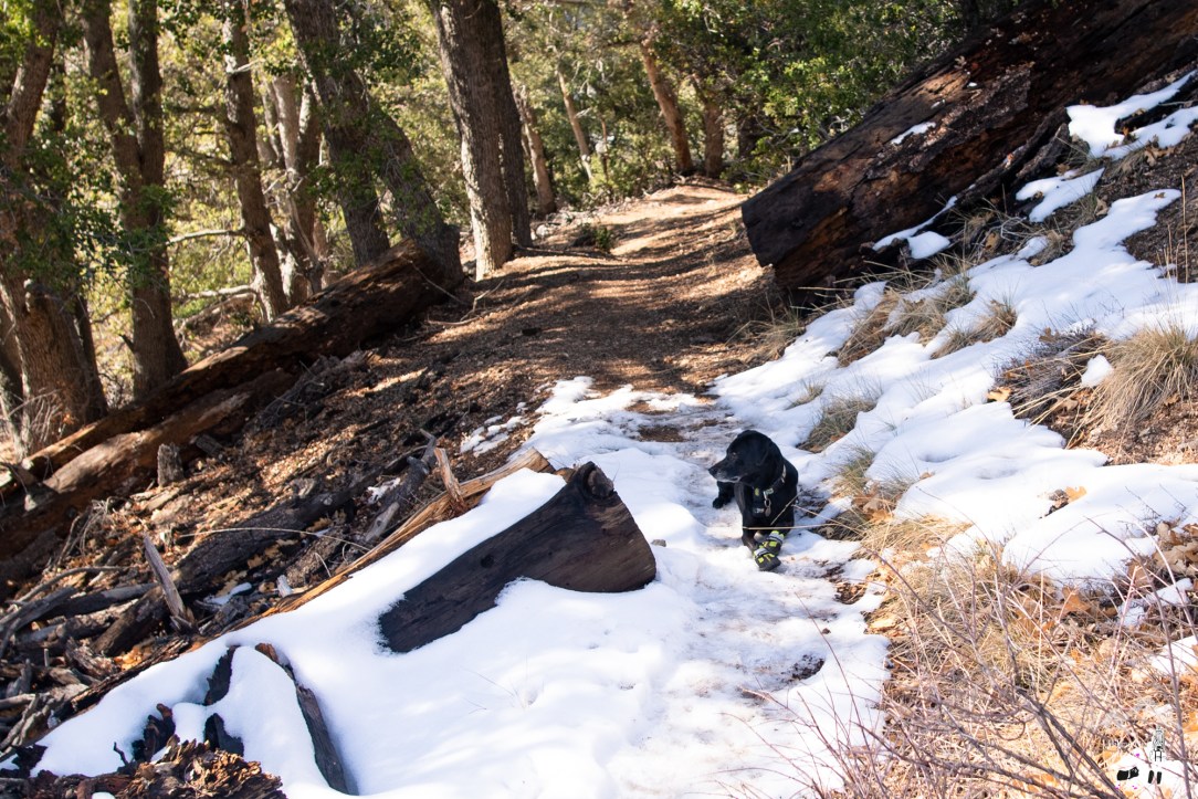 momyer_creek_trail-35