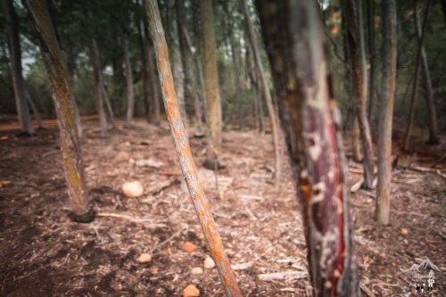 Soldiers Pass Sedona