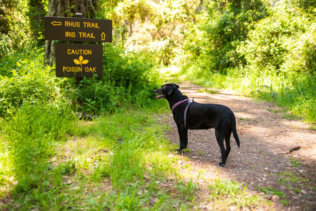 Adventure Dog Photography