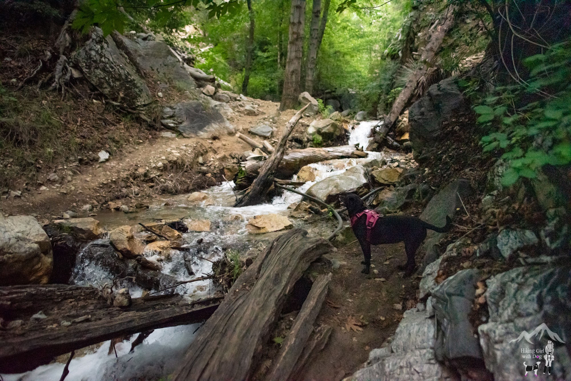 Angeles Natioinal Forest