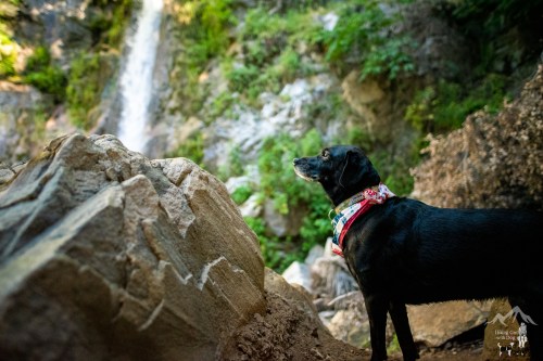 Adventure Dog
