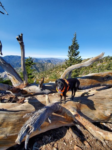 Mt Williamson via PCT