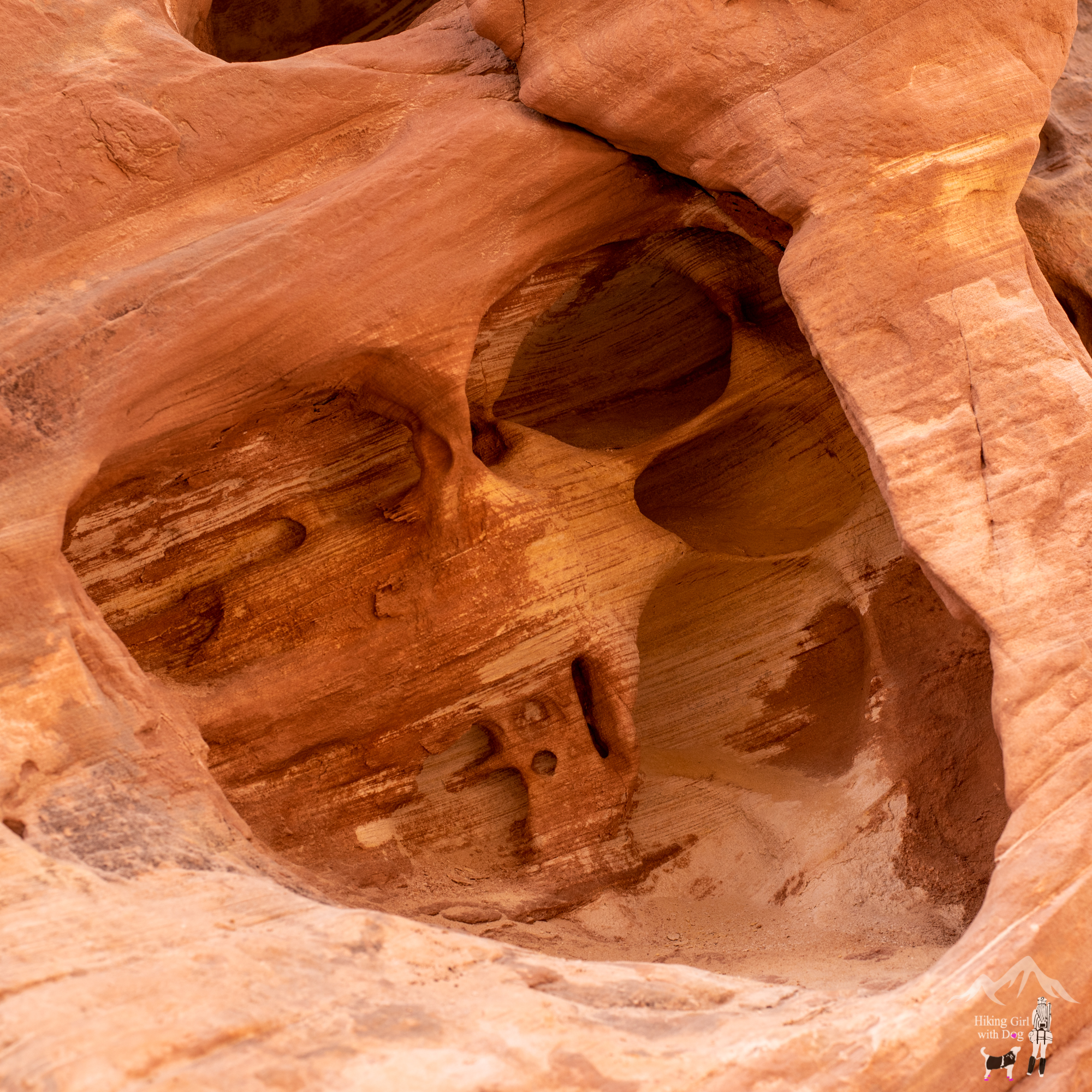 little_wild_horse-10