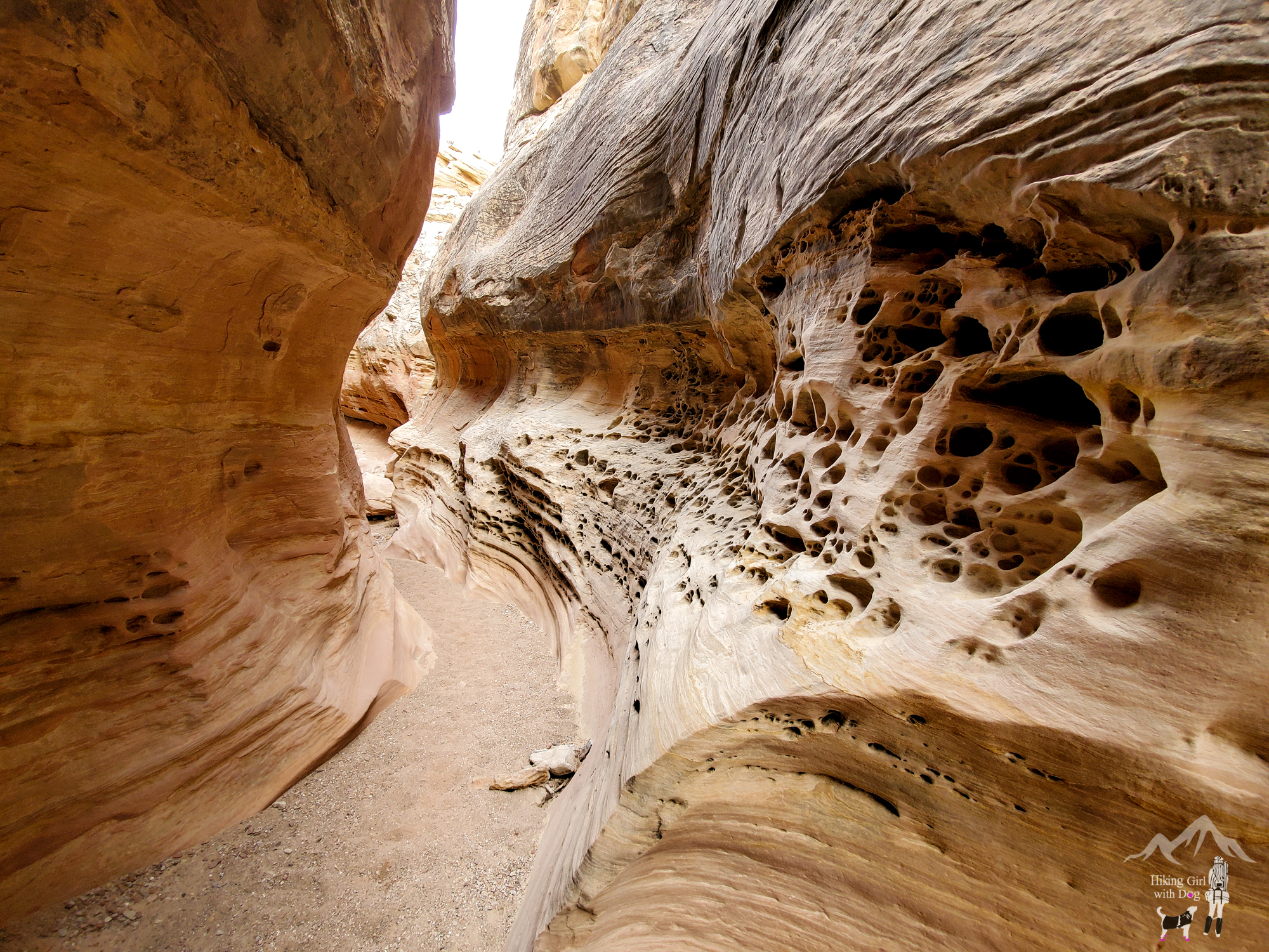 little_wild_horse-64