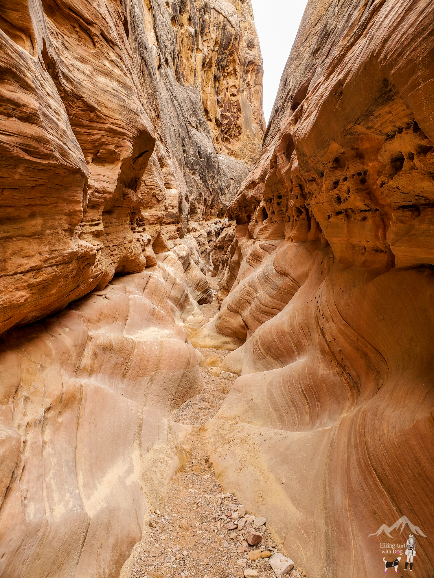 little_wild_horse-69