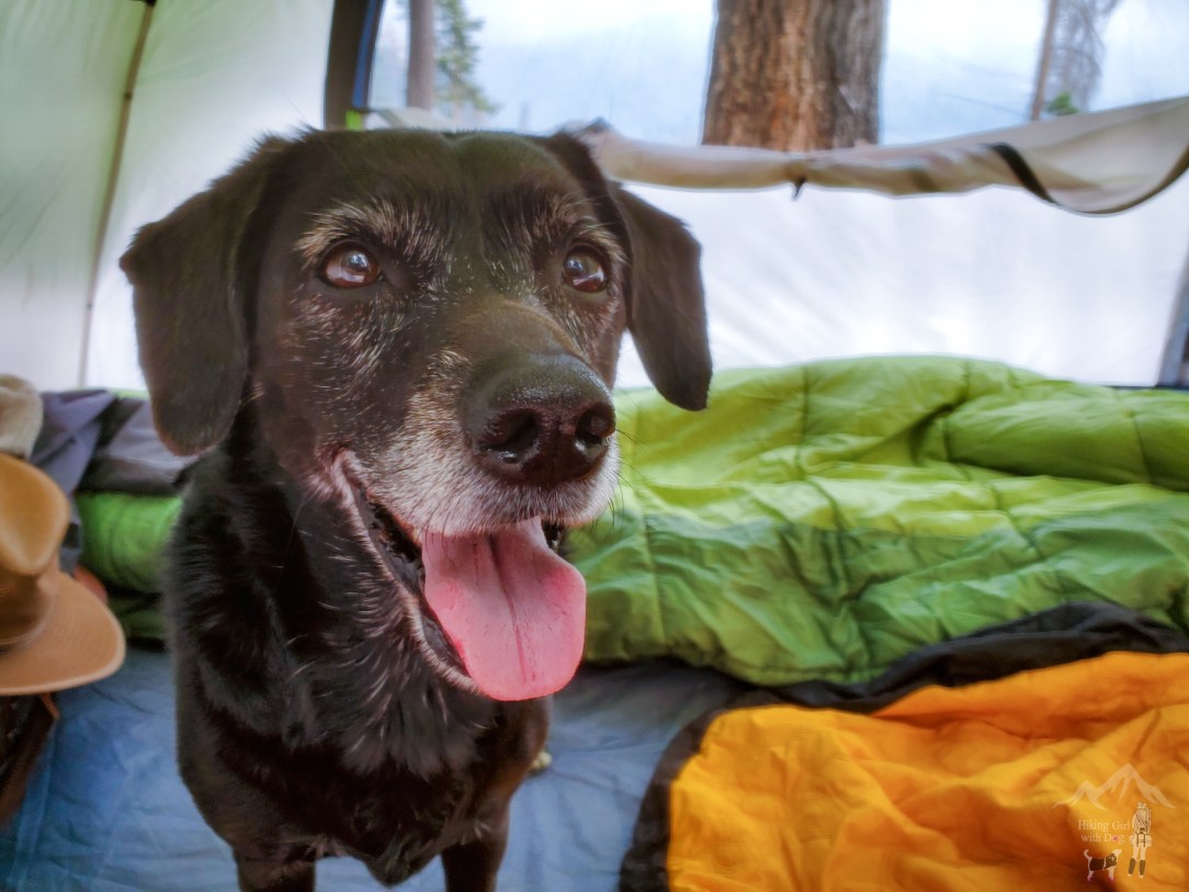 Camping with dogs