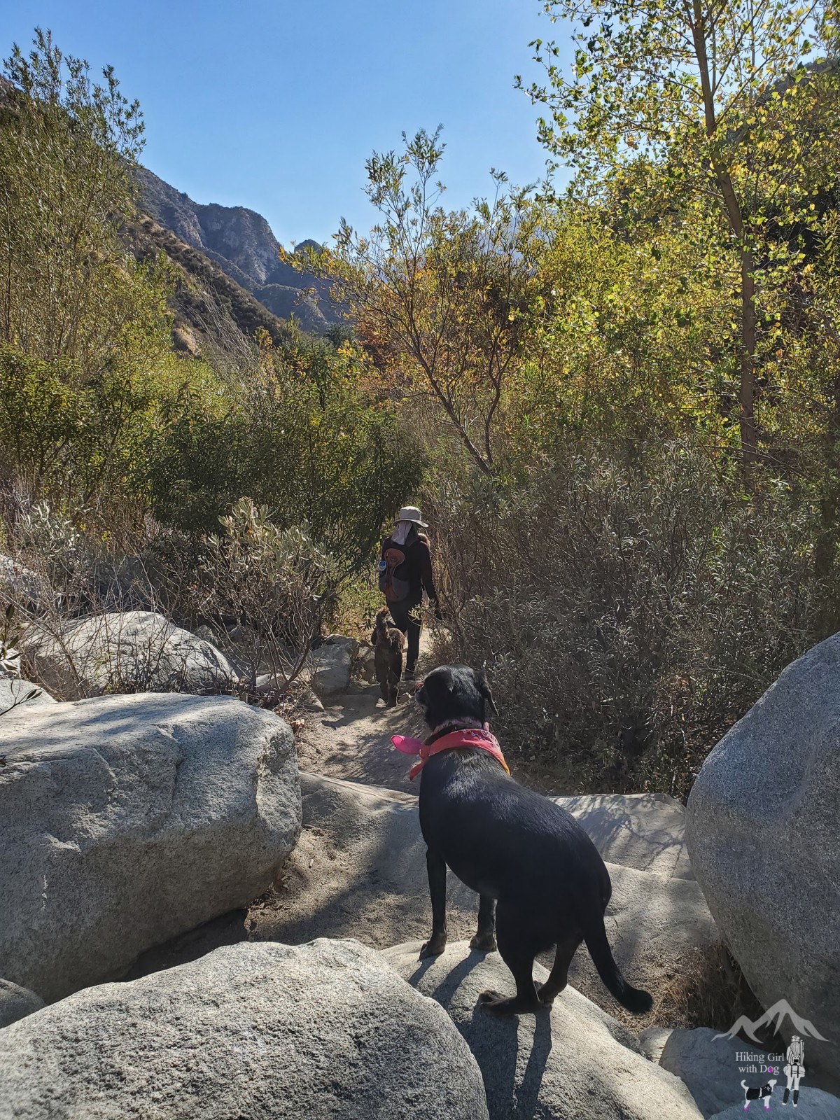 Hiking with dogs